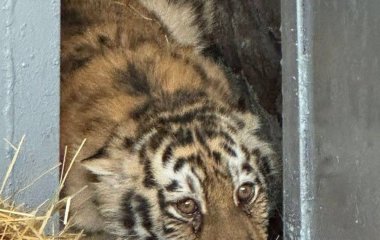 Амурська тигриця втекла з зоопарку в Миколаєві: чим завершилися пошуки