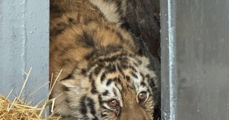 Амурська тигриця втекла з зоопарку в Миколаєві: чим завершилися пошуки