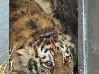 Амурська тигриця втекла з зоопарку в Миколаєві: чим завершилися пошуки