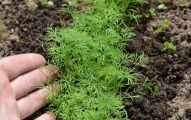 Як прискорити ріст кропу: чим підживити, що він виріс пишним та сочним