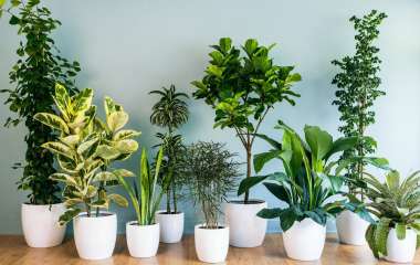 8 неприхотливых комнатных растений для начинающих цветоводов