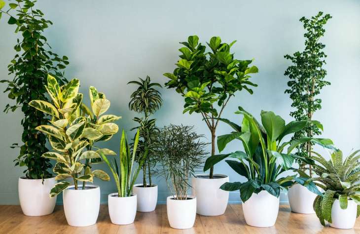 8 неприхотливых комнатных растений для начинающих цветоводов