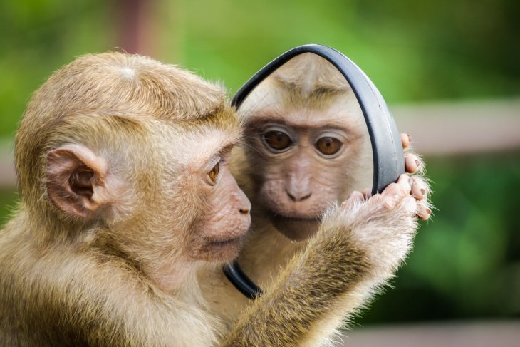 Сети насмешила реакция шимпанзе на внезапное знакомство с черепахой (ВИДЕО)