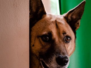 Чому собака постійно ходить за вами по дому: справжня причина може розчулити