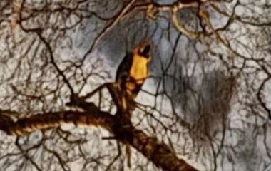 Папуга застряг на дереві та матюкав рятувальників, поки йому не запропонували пачку сигарет — фото
