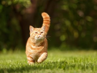 Кот спел грузинскую песню и прославился в сети (видео)