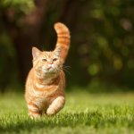 Кот спел грузинскую песню и прославился в сети (видео)