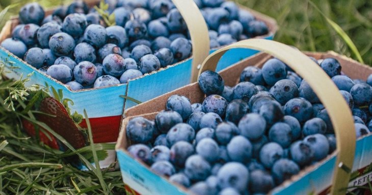 Що станеться з організмом, якщо їсти забагато чорниці: 5 несподіваних побічних ефектів