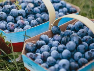 Що станеться з організмом, якщо їсти забагато чорниці: 5 несподіваних побічних ефектів