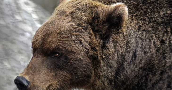 Жінка залишила двері відчиненими для кішки, але до будинку зайшов ведмідь: чим усе закінчилося