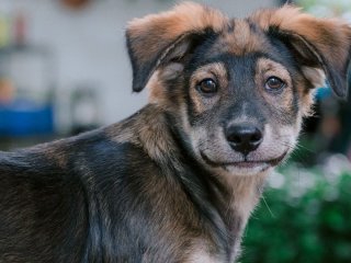 Ніколи не кричіть ці сім слів своєму собаці: кінологи пояснили, чим це може нашкодити