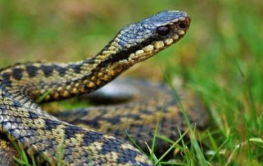 Як позбутися змій на ділянці без хімії та шкоди для природи