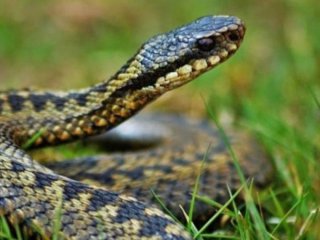 Як позбутися змій на ділянці без хімії та шкоди для природи