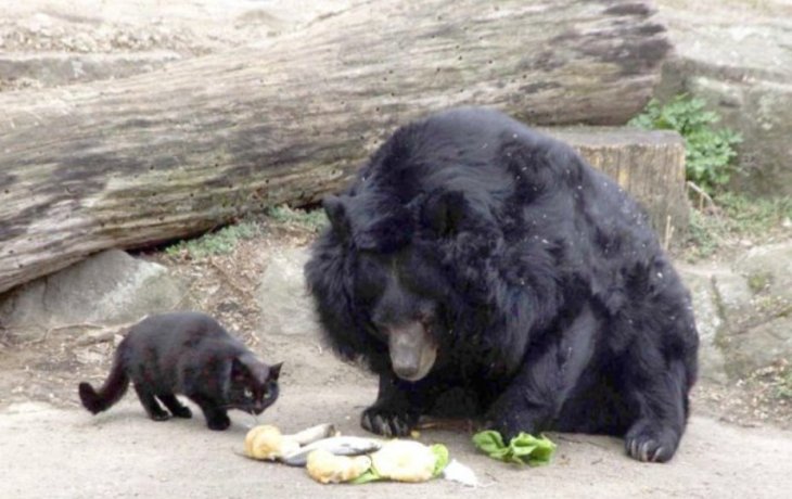 Домашняя кошечка познакомилась с диким медведем, несмотря на преграду