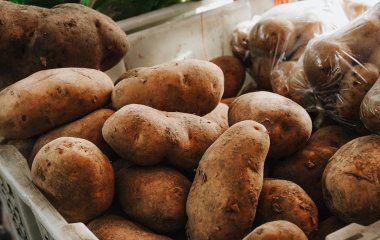 Коли садити картоплю в Україні: найкращі терміни та перевірені поради для врожаю
