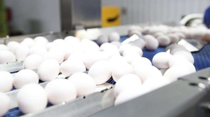 Врач предупредила об опасности употребления яиц в большом количестве