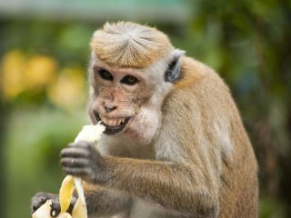 Сети насмешили обезьяны, моющие собаку (ВИДЕО)