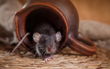 Як позбутися мишей у будинку, у квартирі народними методами