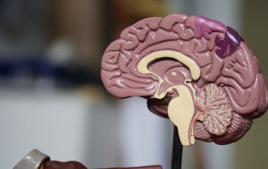 Вчені знайшли спосіб продовжити життя пацієнтам із раком мозку