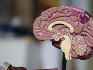 Вчені знайшли спосіб продовжити життя пацієнтам із раком мозку