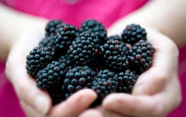 Медики назвали ягоду, которая защищает от рака и сердечных заболеваний