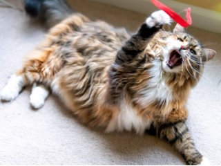 Смешной кот, который ведет себя как капризный ребенок (ВИДЕО)