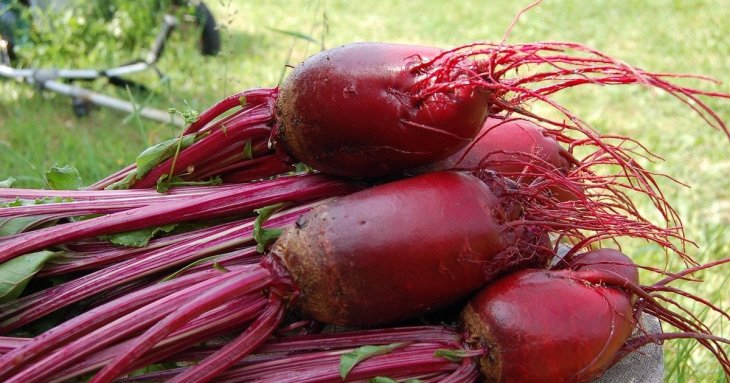 Коли потрібно викопувати буряк: названо сприятливий час