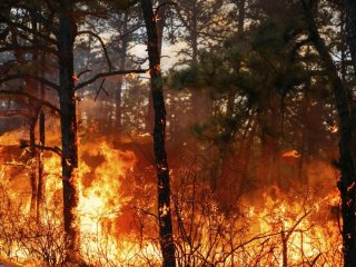 Чоловік від нудьги підпалив ліс, щоб подивитися, як його гасять