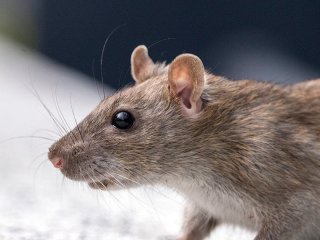 Посадіть цю рослину — щури та миші обходитимуть ваше подвір’я десятою дорогою