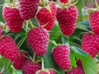 В жодному разі не садіть малину біля цієї рослини: врожаю не буде, а кущі засохнуть