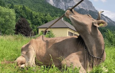 Домашня корова з Австрії здивувала вчених своїм інтелектом: до чого вона додумалася