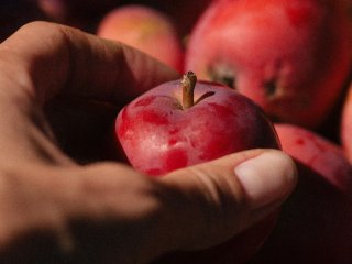 Не  тільки для смаку: вчені розповіли, що відбувається з організмом при   регулярному вживанні яблук