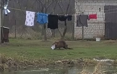 «Серійний викрадач» трусів і шкарпеток не давав чоловікові спокою: хто це виробляв (фото)