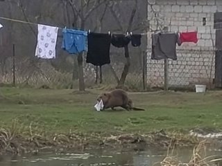 «Серійний викрадач» трусів і шкарпеток не давав чоловікові спокою: хто це виробляв (фото)