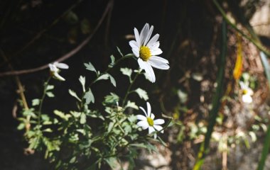 День ангела 18 вересня: кого та як вітати з іменинами