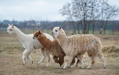 Сети насмешило знакомство альпак с кошкой (ВИДЕО)