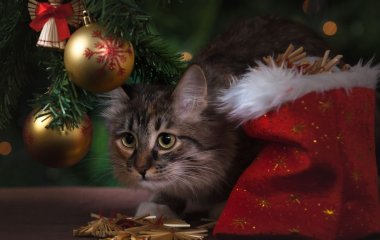 Різдвяна ялинка може вбити вашого кота: експерти розповіли, як вберегти улюбленця
