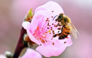 Лікар розповів, кому після укусу бджоли потрібно звертатися за медичною допомогою