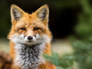 Неожиданный талант: Сети покорила лиса, которая поет как человек (ВИДЕО)