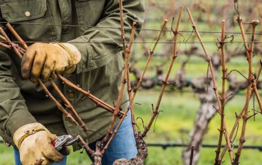 Коли та як обрізати виноград восени: корисні поради, правила та схеми