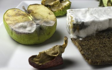 У чому небезпека плісняви, і чому не можна їсти заражені нею продукти