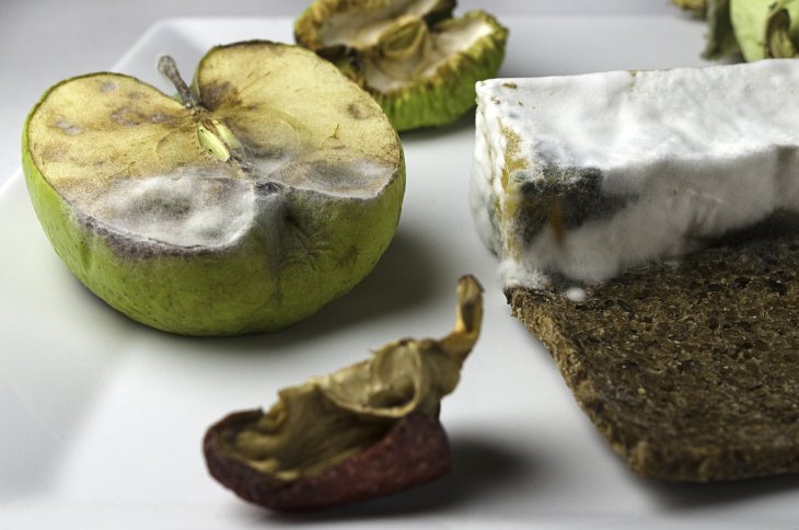 У чому небезпека плісняви, і чому не можна їсти заражені нею продукти