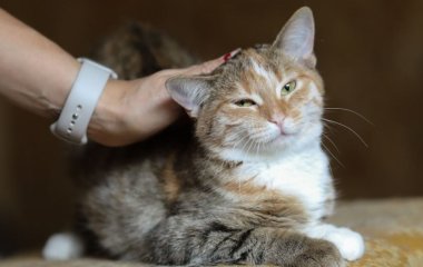 Чому муркочуть коти — вчені врешті знайшли відповідь