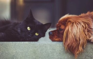 П'ять помилок власників котів та собак, які небезпечні для улюблених вихованців