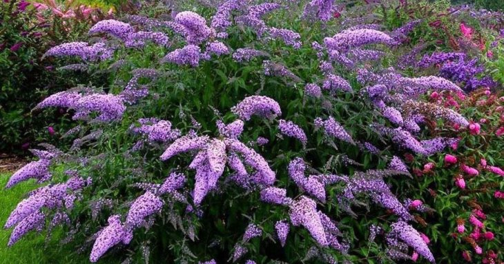 Посадіть цей багаторічник — і він радуватиме пишним цвітінням від початку літа до глибокої осені