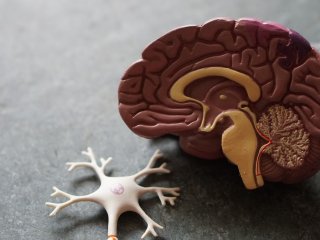 Хвороба Альцгеймера: вчені знайшли простий спосіб уповільнити деменцію