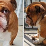 Сети покорил грустный пес, не желающий отпускать хозяйку на работу