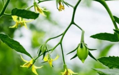 Секрети багатого врожаю помідорів та баштанних: чим підживити рослини під час цвітіння