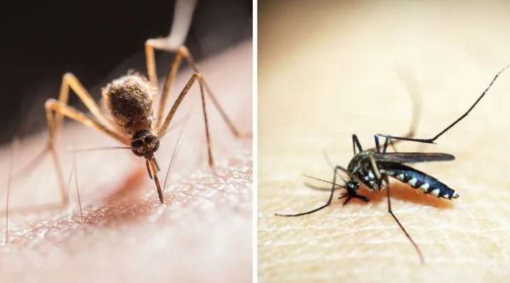 Названы 5 самых эффективных народных средств, которые помогут отпугнуть комаров