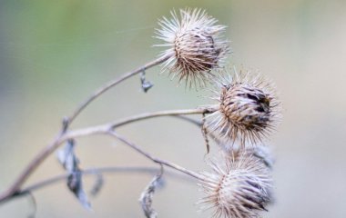 День ангела 6 листопада: кого та як вітати з іменинами